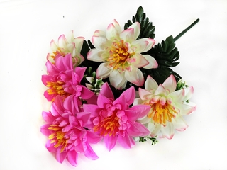 Георгина цветного 