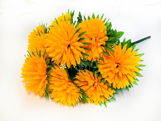 Б-т Астры игольчитой 