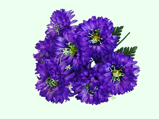 Б-т Астры кудрявой 