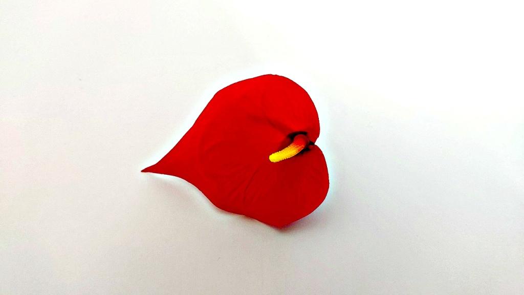Калла бархатная 