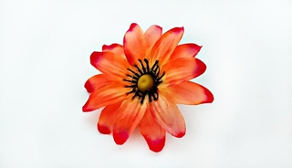 Георгин атласный 