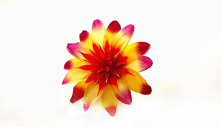 Астра атласная 