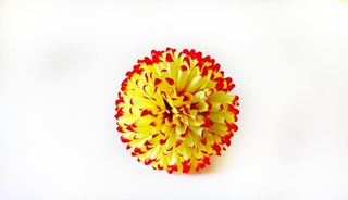 Хризантемка шарик 