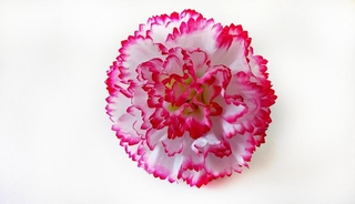 Гвоздика первомайская 