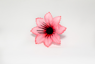 Клематис малый Данакт 9,5см  №50033