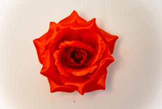 Роза атласная Каролина 11см  №5689