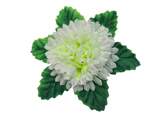 Маргаритка атласная с листом 