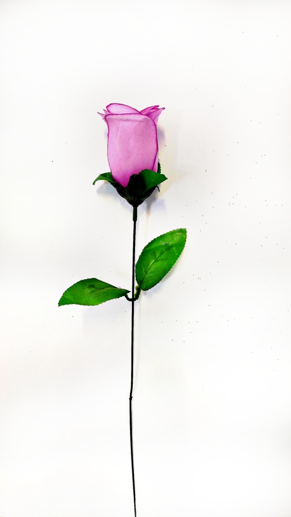 6648_2_.jpg